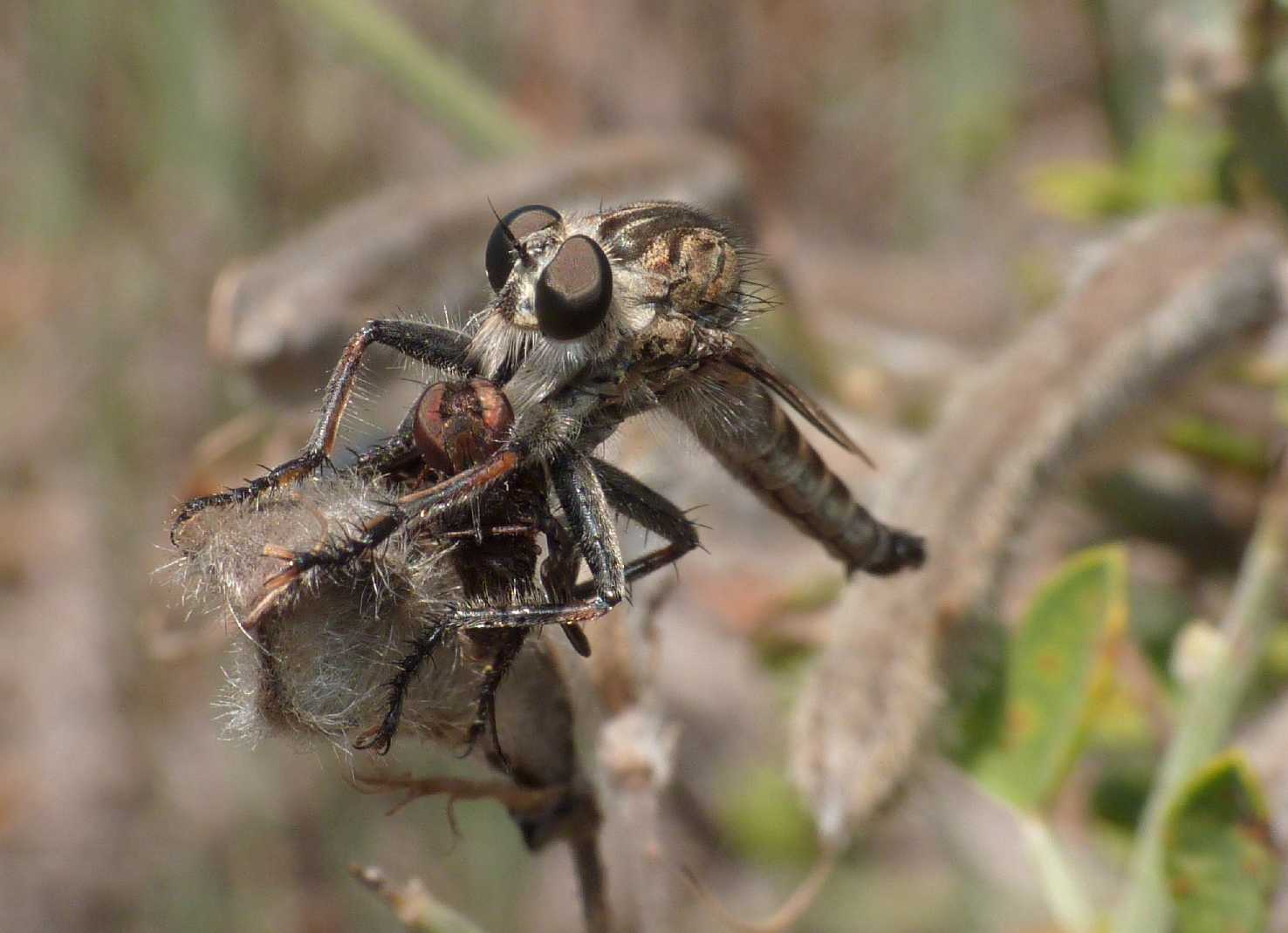 Asilidae con prede